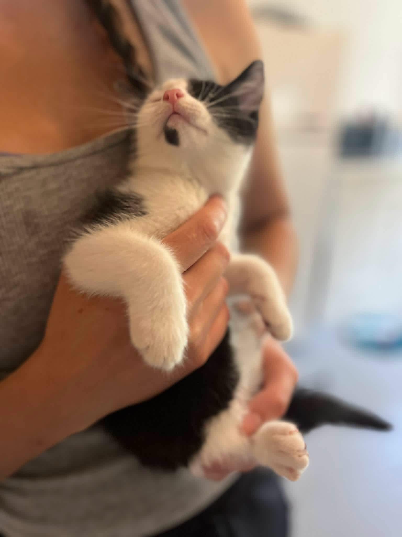 Enlarge Yodel & Devil dog (friendly and affectionate kittens), a ADOPTABLE Domestic Short Hair in Staten island, NY image 4/6