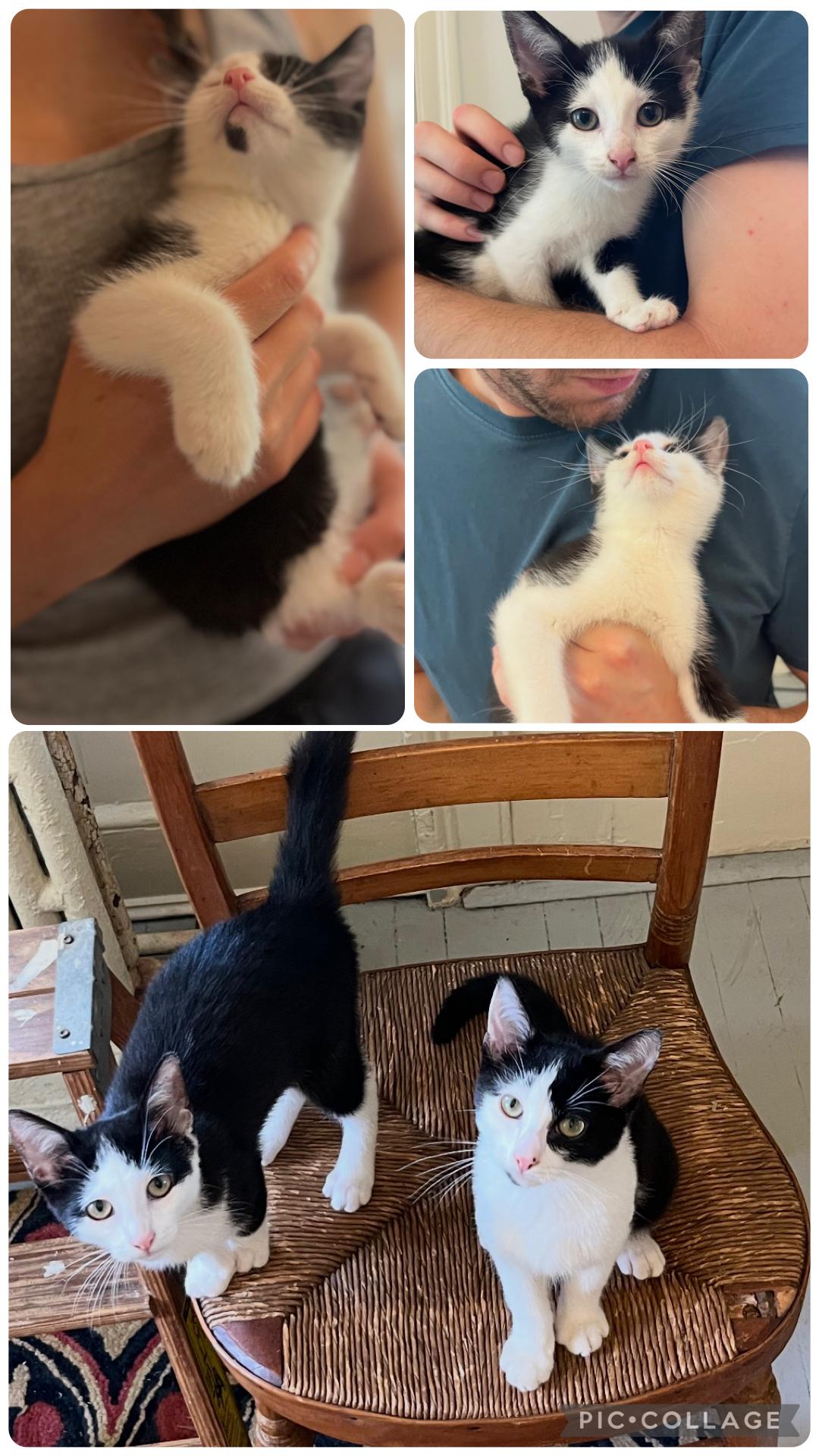 Enlarge Yodel & Devil dog (friendly and affectionate kittens), a ADOPTABLE Domestic Short Hair in Staten island, NY image 6/6