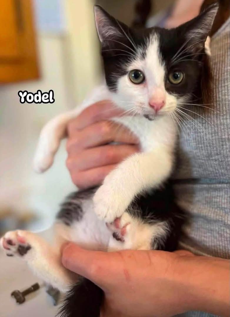 Enlarge Yodel & Devil dog (friendly and affectionate kittens), a ADOPTABLE Domestic Short Hair in Staten island, NY image 2/6