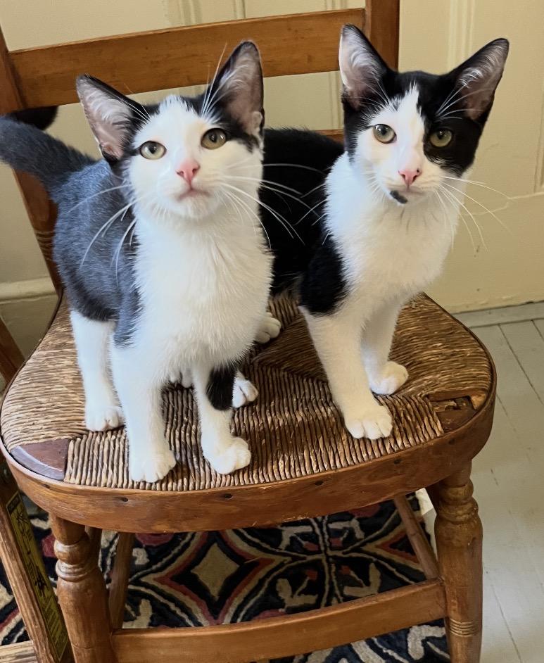 Yodel & Devil dog (friendly and affectionate kittens), ADOPTABLE, Kitten Male Domestic Short Hair.