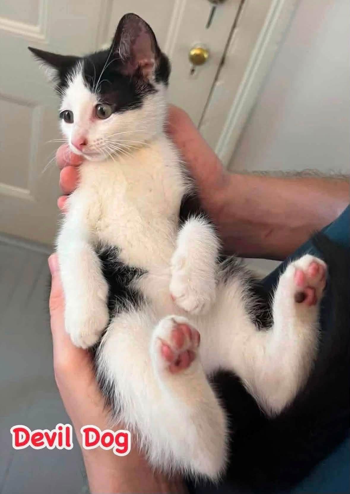Enlarge Yodel & Devil dog (friendly and affectionate kittens), a ADOPTABLE Domestic Short Hair in Staten island, NY image 3/6