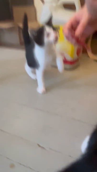 Enlarge Yodel & Devil dog (friendly and affectionate kittens), a ADOPTABLE Domestic Short Hair in Staten island, NY video 5/6