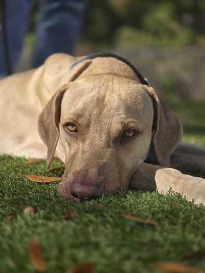 Perry - 2, a Adoptable Mixed Breed in Daytona Beach, FL image 1/3