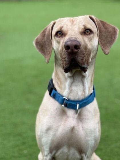 Perry - 2, a Adoptable Mixed Breed in Daytona Beach, FL image 3/3