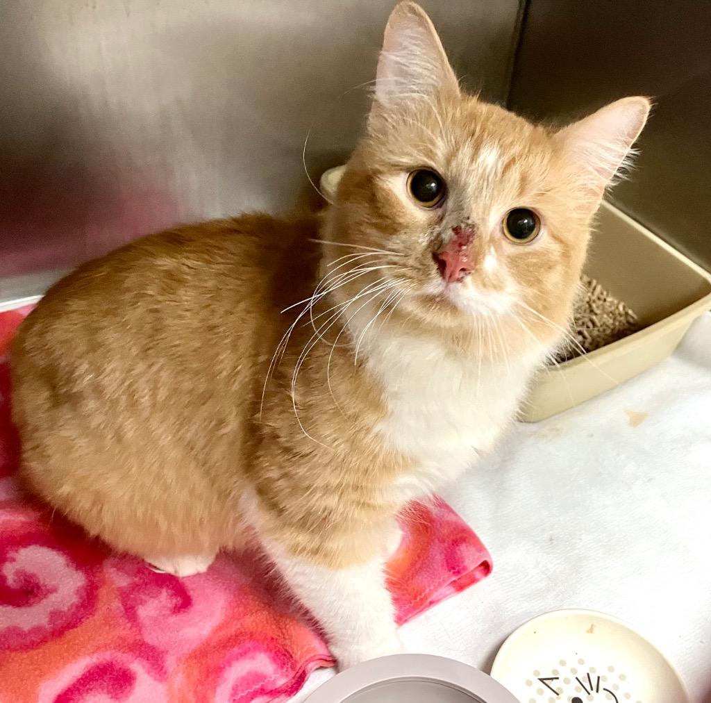 Millstone, Adoptable, Adult Male Domestic Medium Hair.