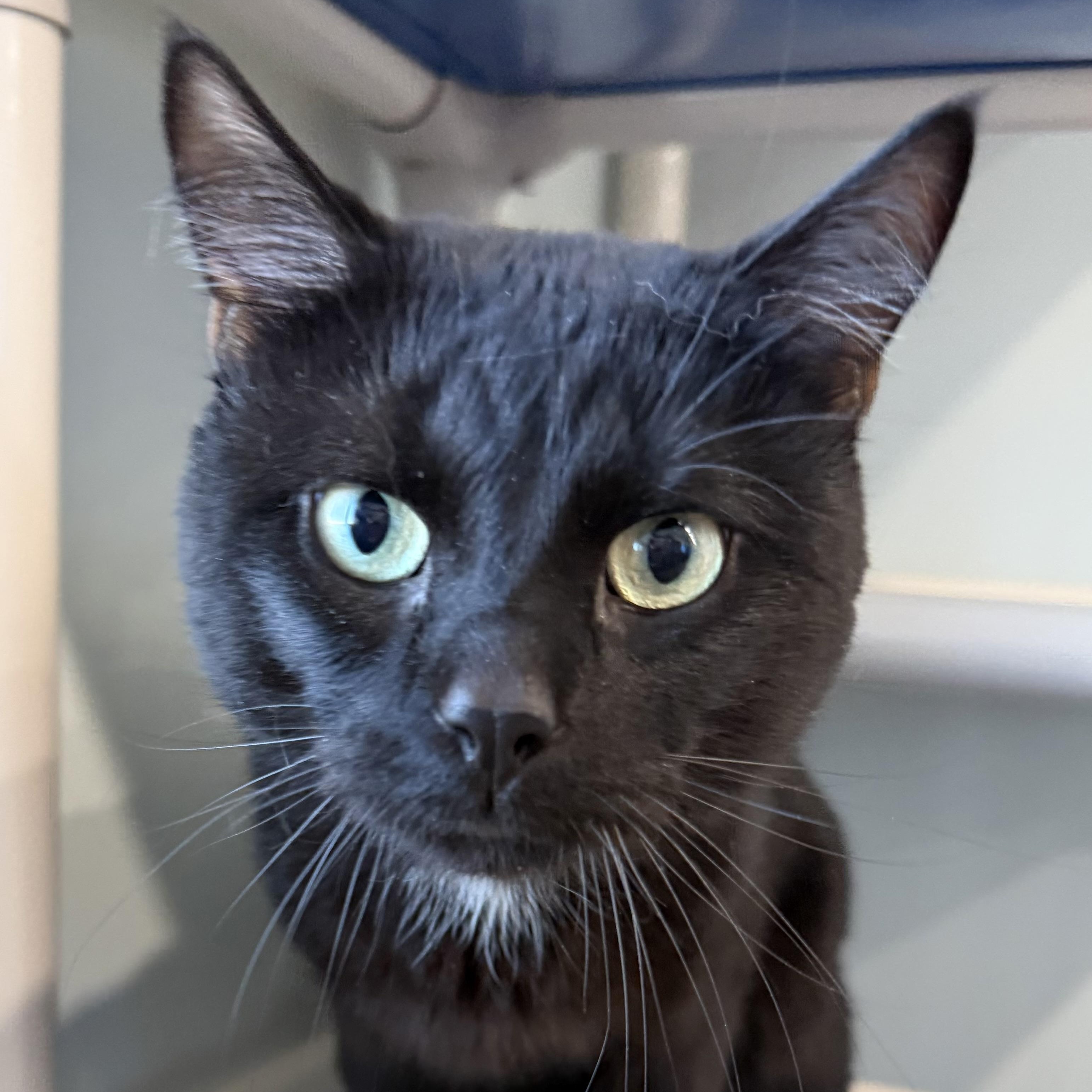 Sarge, ADOPTABLE, Young Male Domestic Short Hair.