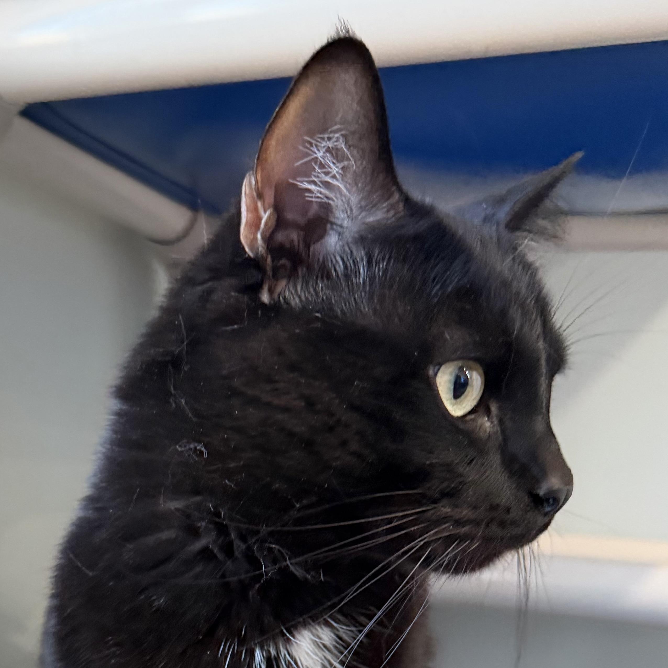Enlarge Sarge, a ADOPTABLE Domestic Short Hair in Sault Sainte Marie, MI image 2/3