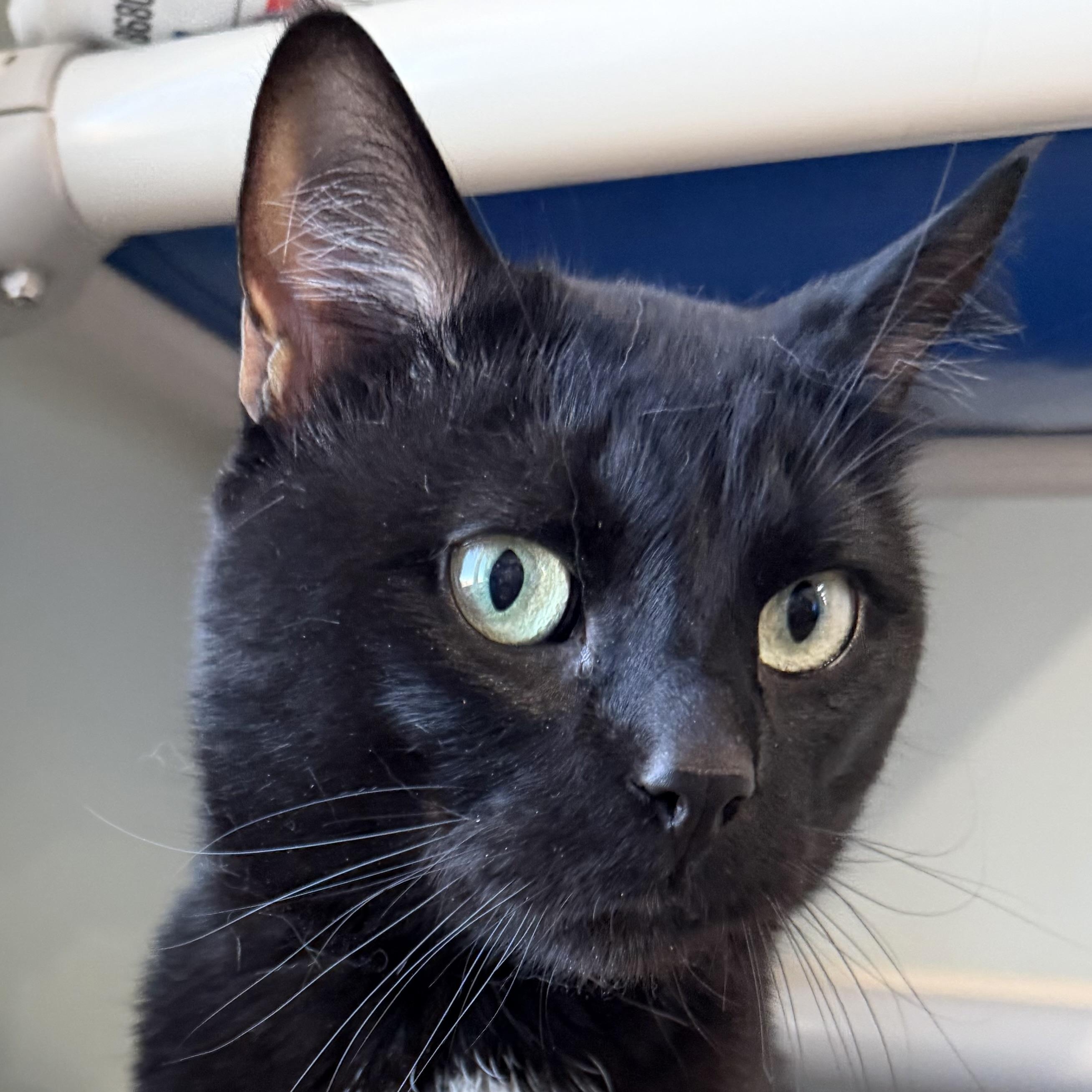Enlarge Sarge, a ADOPTABLE Domestic Short Hair in Sault Sainte Marie, MI image 3/3