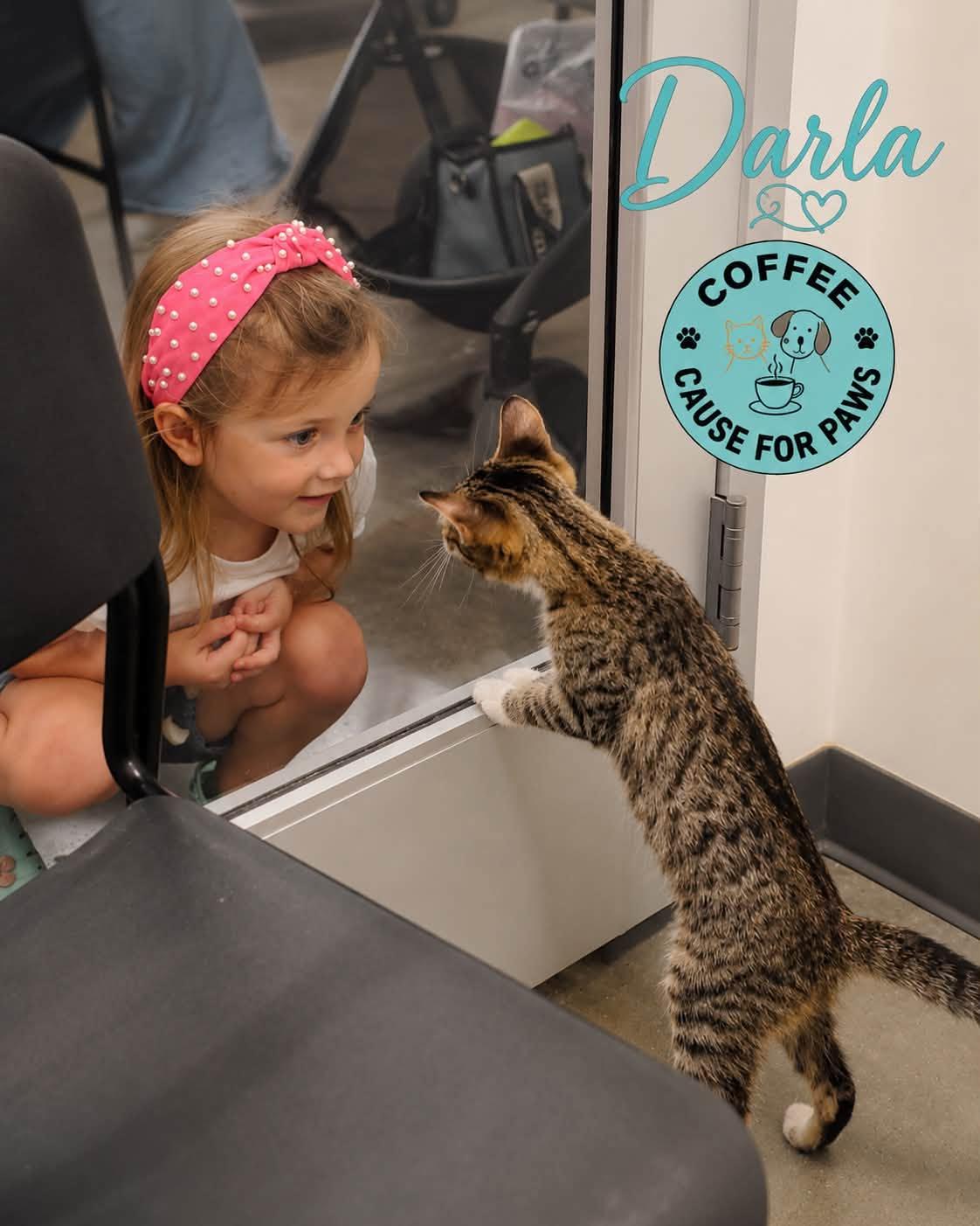 Enlarge Darla, a ADOPTABLE Domestic Short Hair in Douglas, GA image 2/2