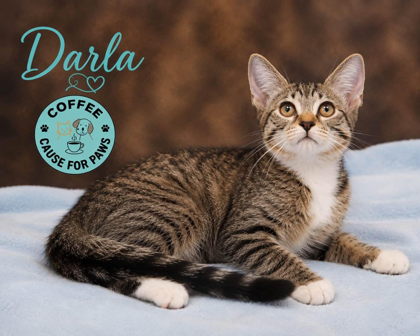 Darla, ADOPTABLE, Young Female Domestic Short Hair.