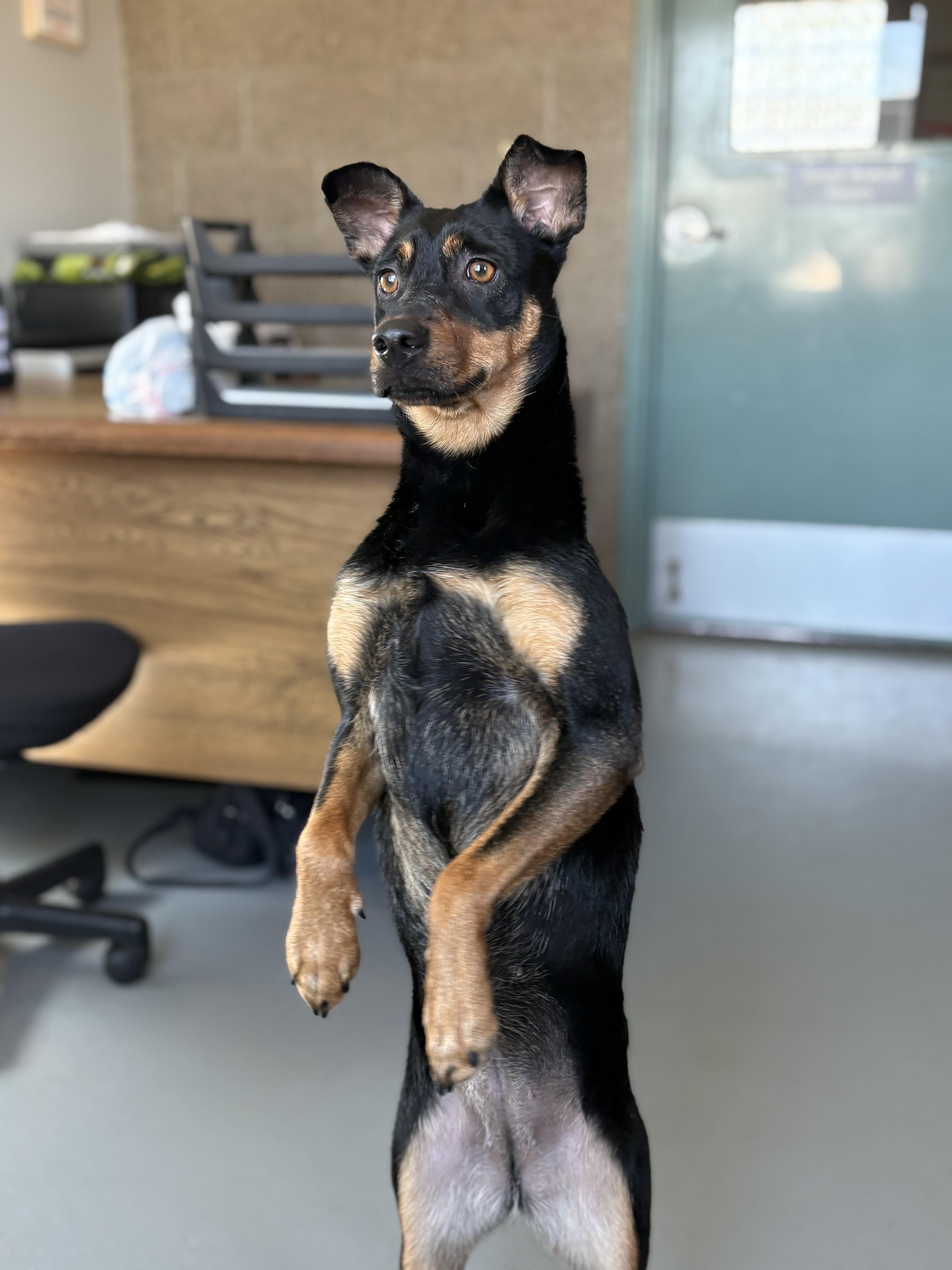 Enlarge Boonie, a Adoptable mixed breed in Zimmerman, MN image 5/6