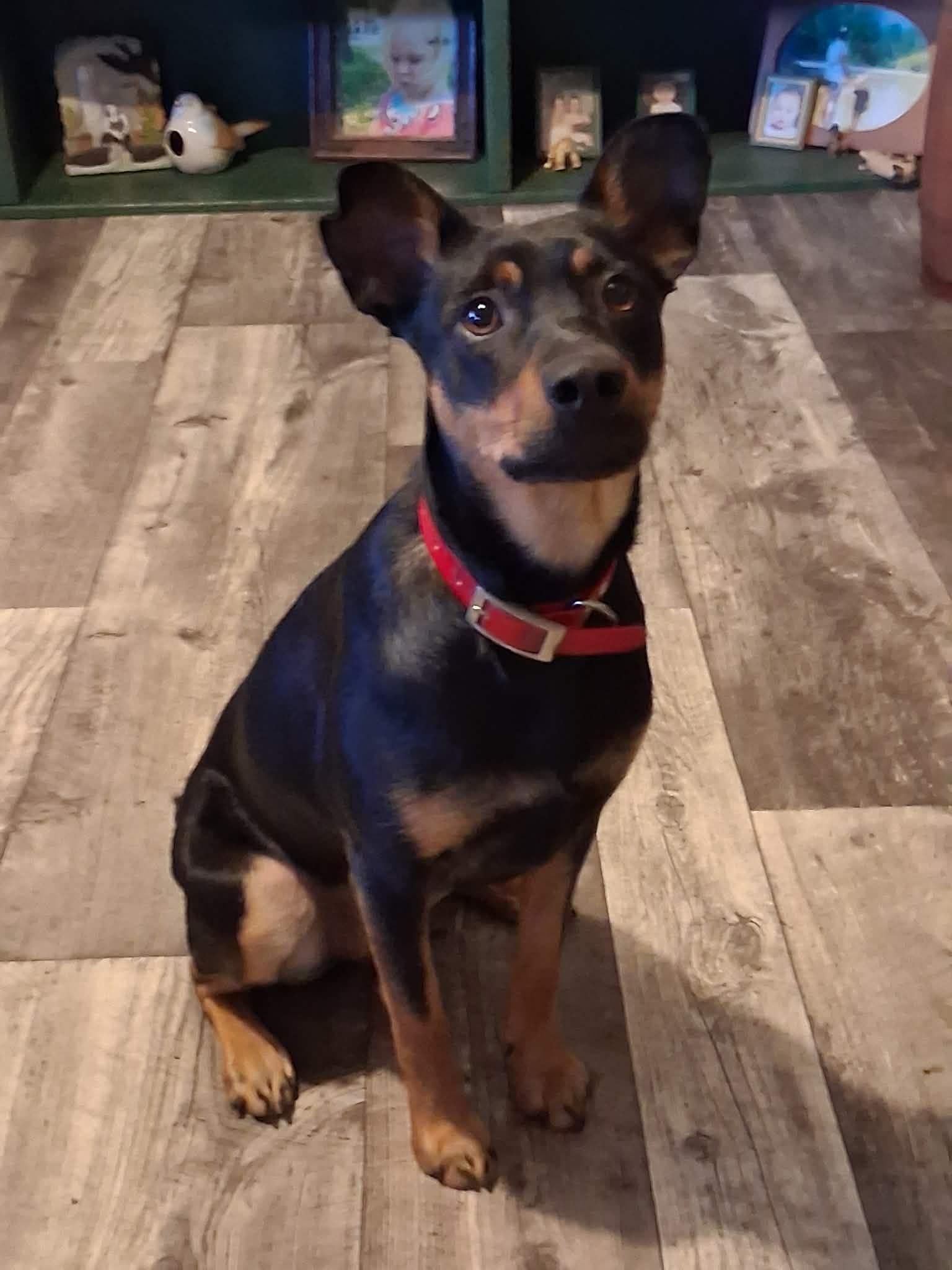 Enlarge Boonie, a Adoptable mixed breed in Zimmerman, MN image 2/3