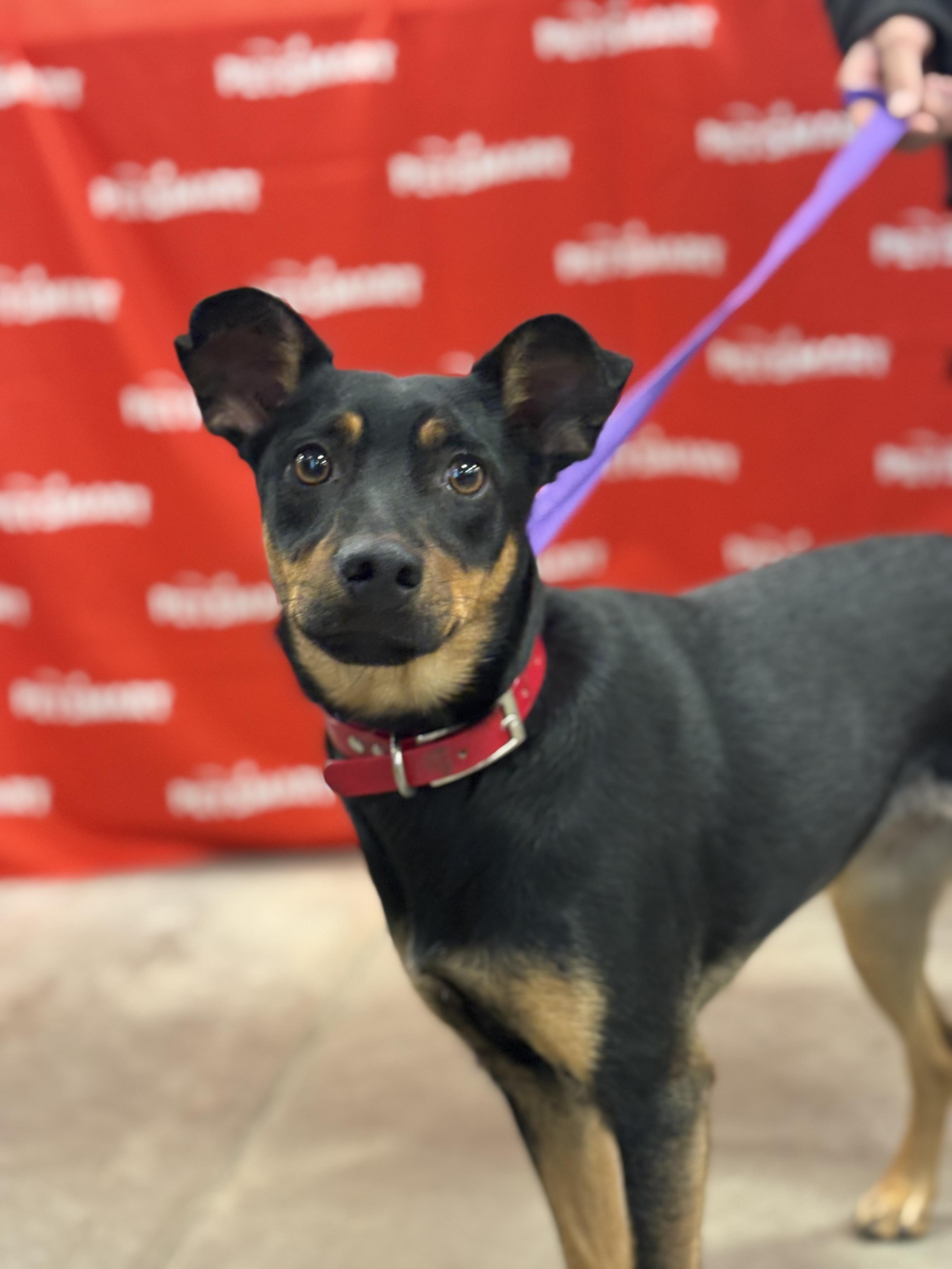 Enlarge Boonie, a Adoptable mixed breed in Zimmerman, MN image 1/3