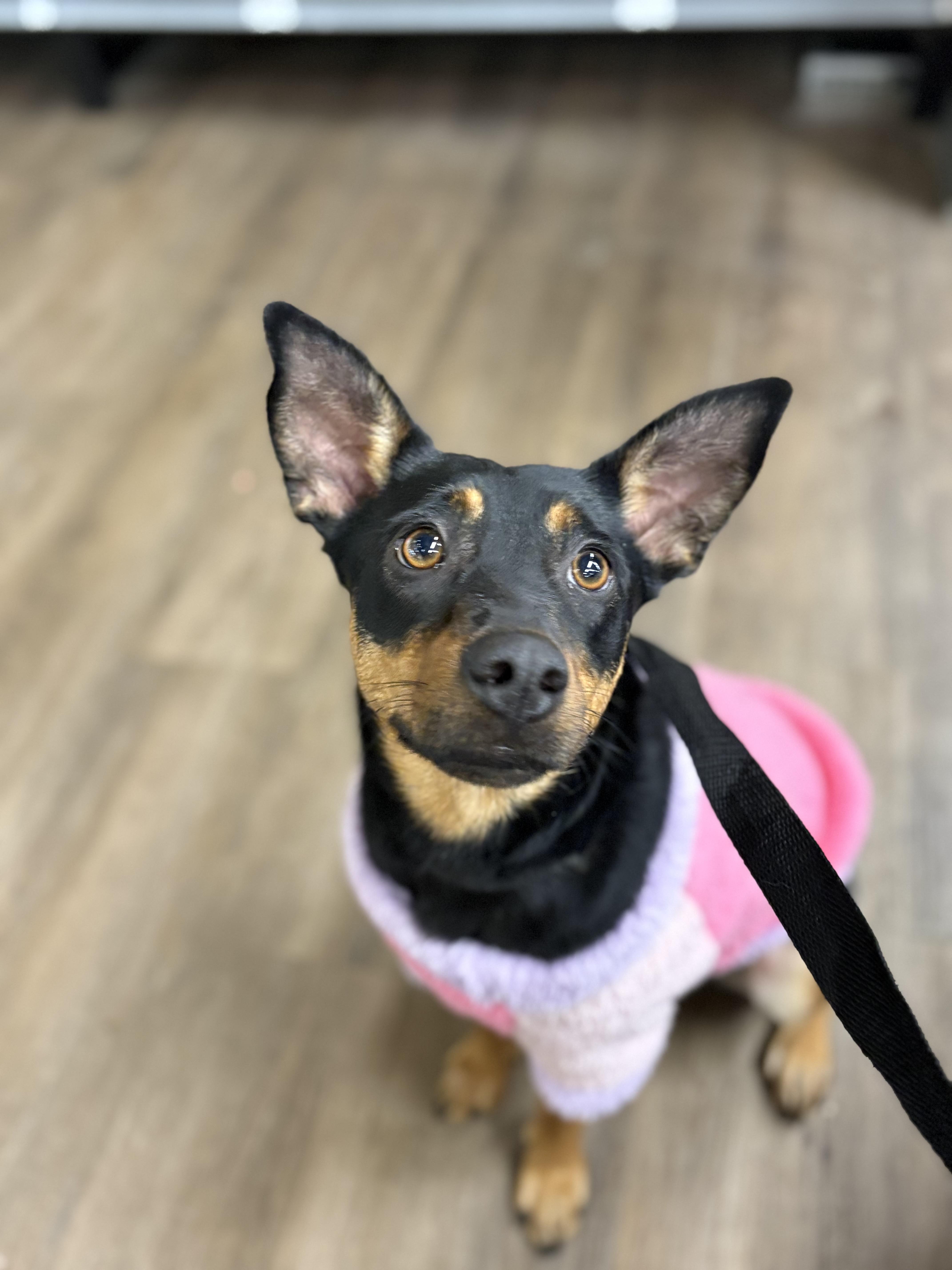 Enlarge Boonie, a Adoptable mixed breed in Zimmerman, MN image 2/6