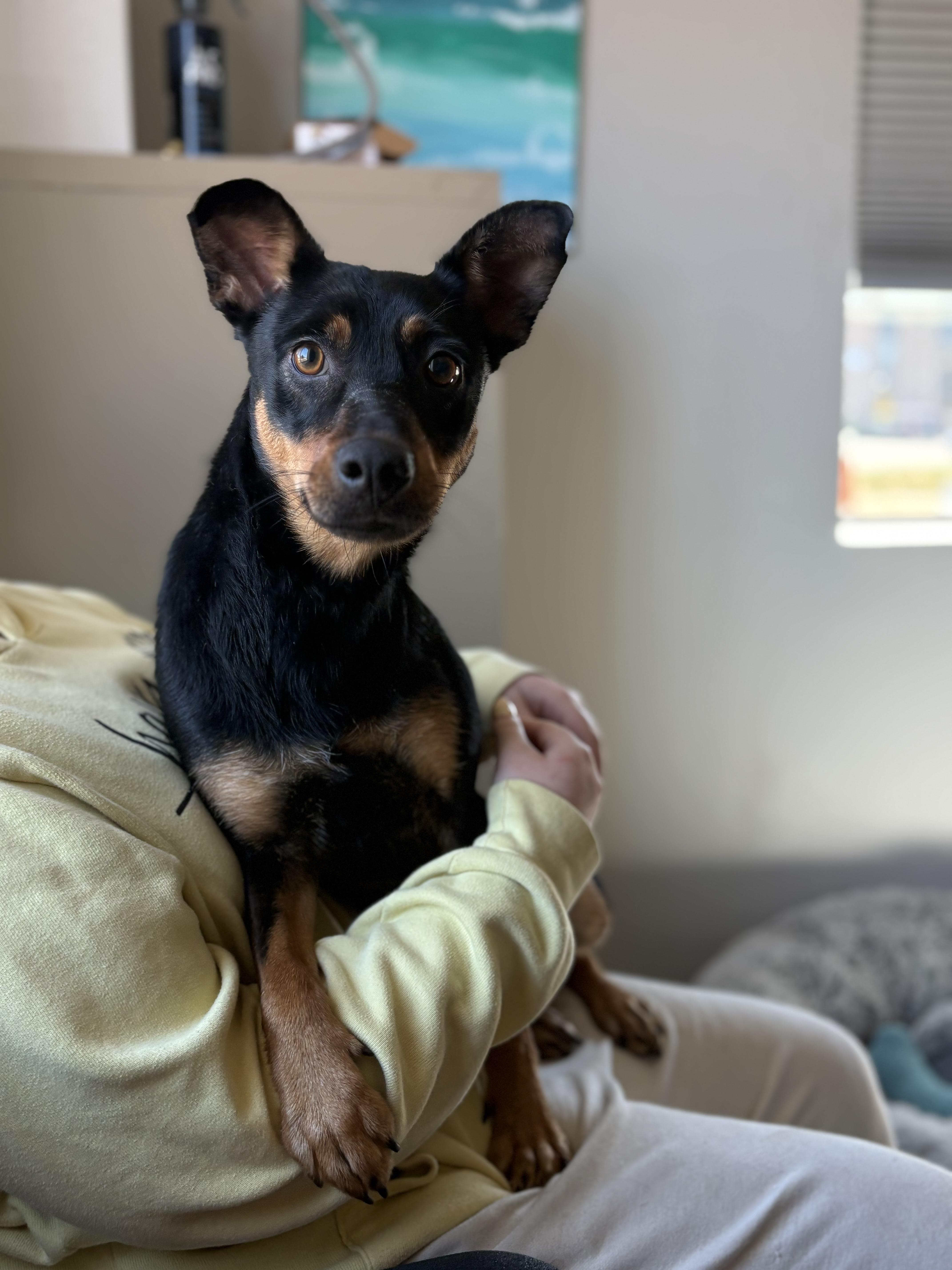 Enlarge Boonie, a Adoptable mixed breed in Zimmerman, MN image 1/6