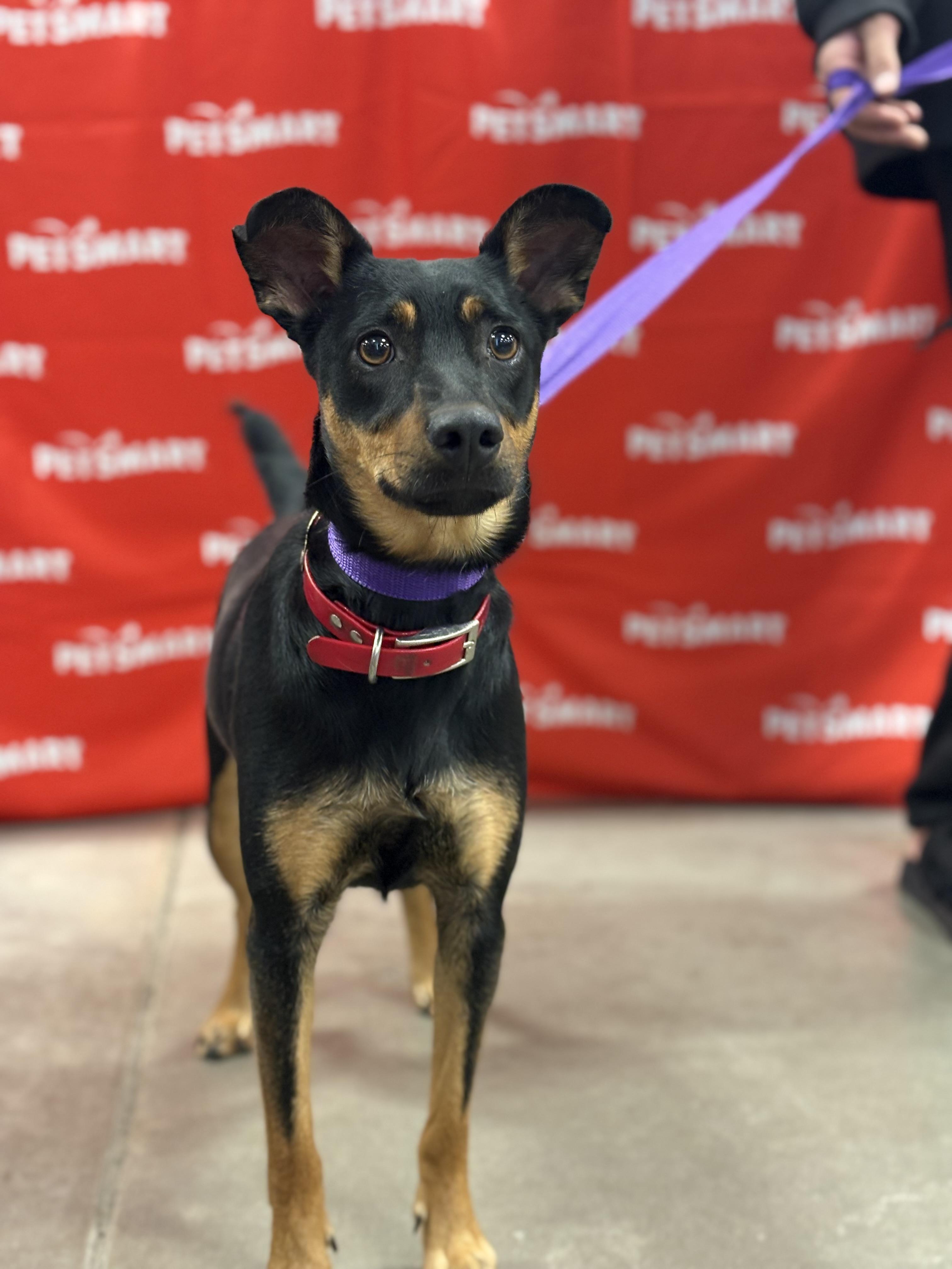 Enlarge Boonie, a Adoptable mixed breed in Zimmerman, MN image 3/3