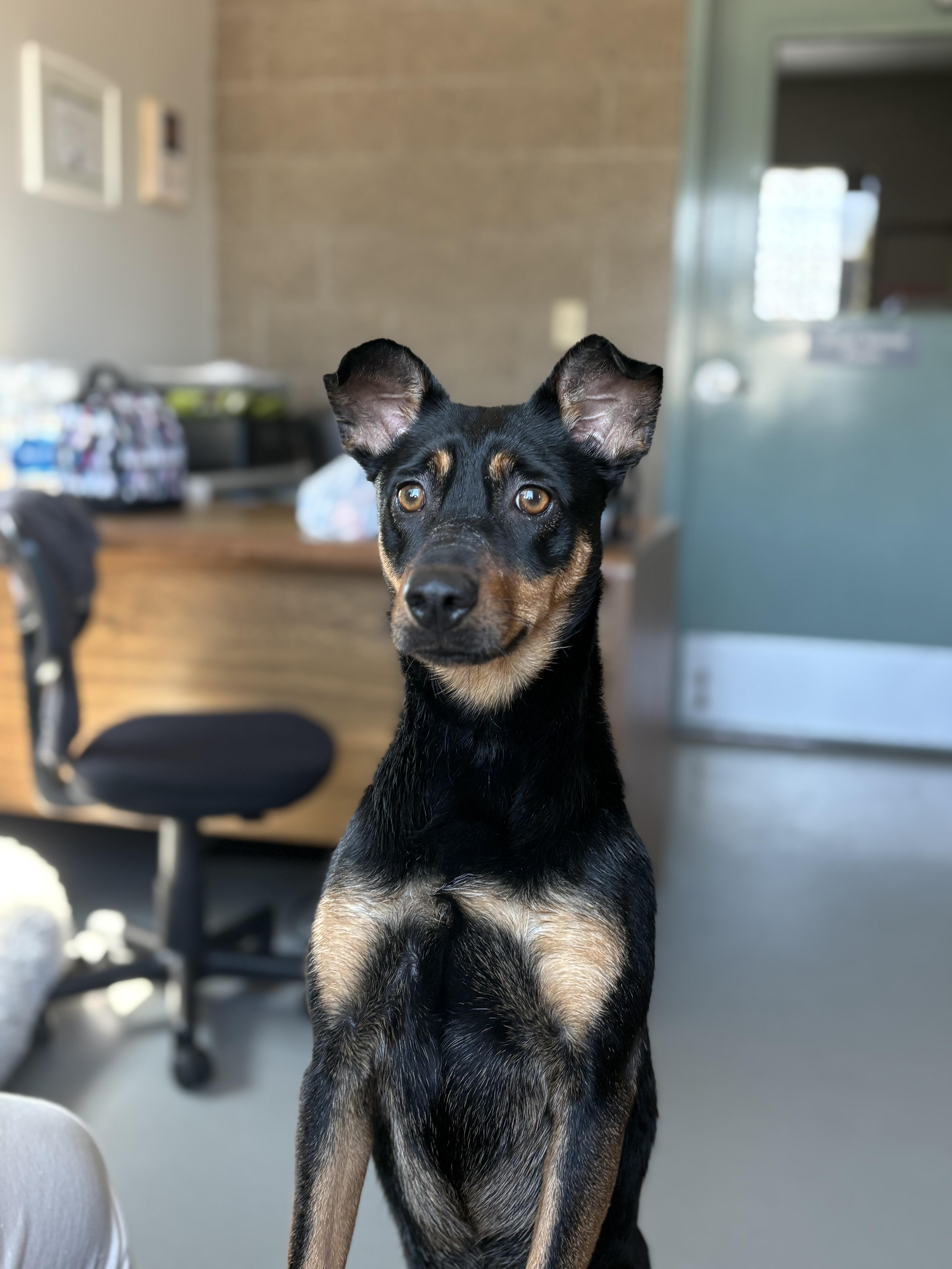 Enlarge Boonie, a Adoptable mixed breed in Zimmerman, MN image 6/6