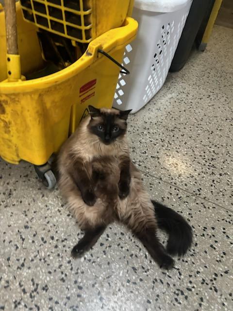 Enlarge Rosie, a Adopted Domestic Long Hair in Columbus, OH image 3/4