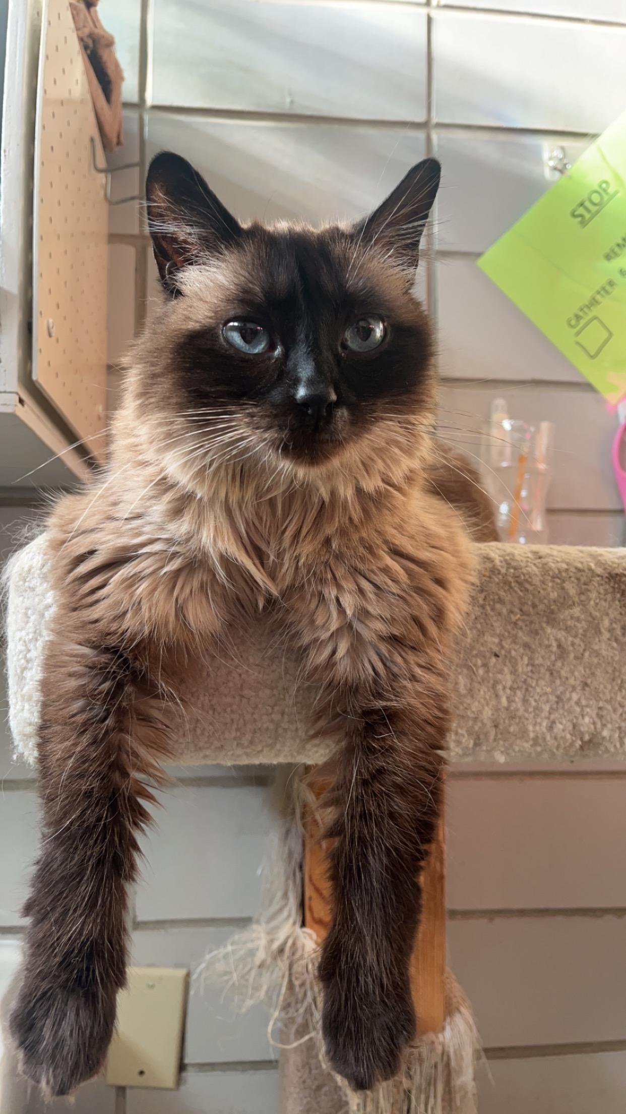 Rosie, Adopted, Adult Female Domestic Long Hair.