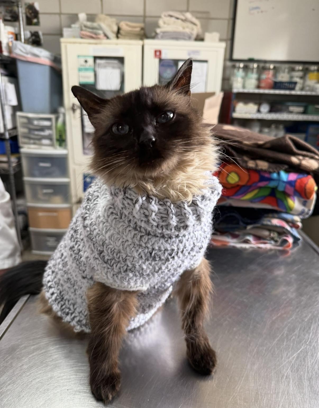 Enlarge Rosie, a Adopted Domestic Long Hair in Columbus, OH image 2/4