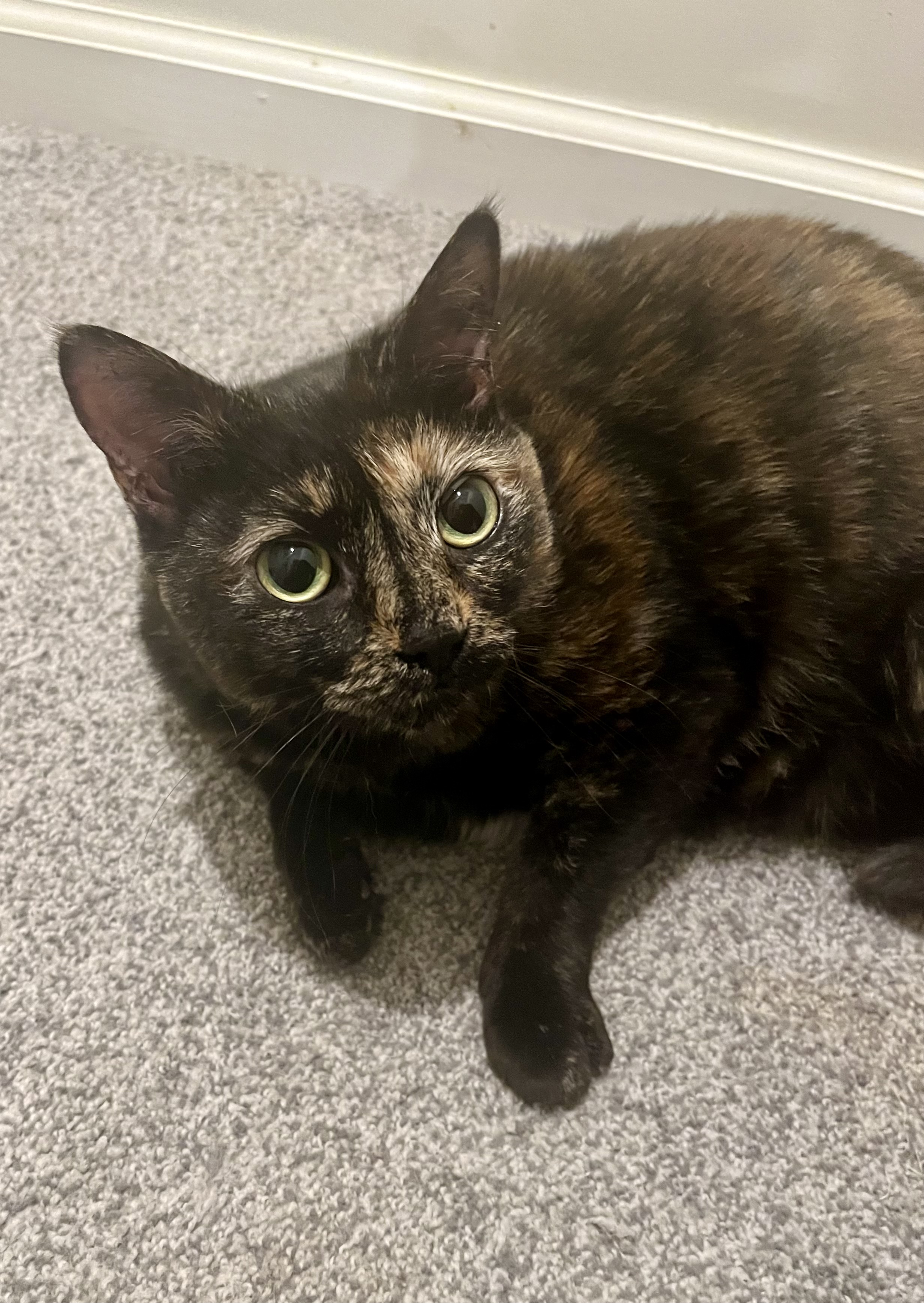 Arya