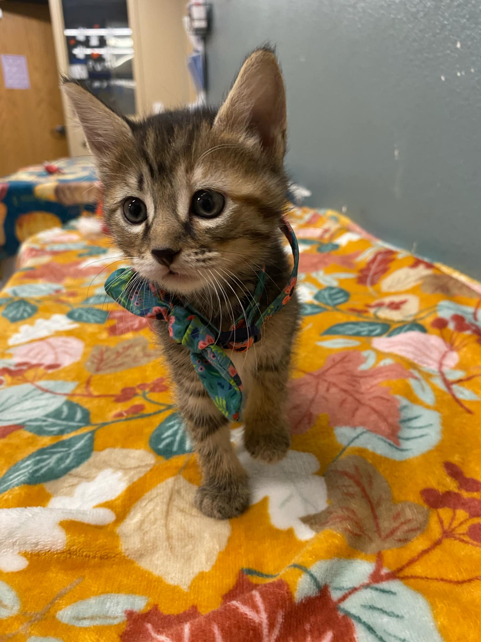 Cat for adoption Charlie, a Domestic Short Hair in Truth or Consequences , NM Petfinder