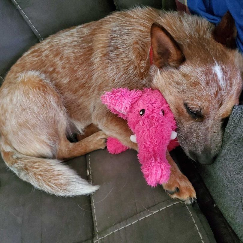 Kit, Adopted, Young Female Cattle Dog.