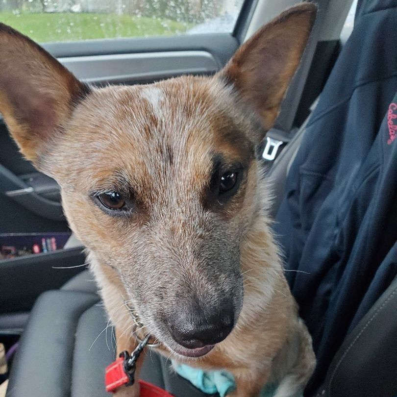 Kit, a Adopted Cattle Dog in Addison, IL image 2/19