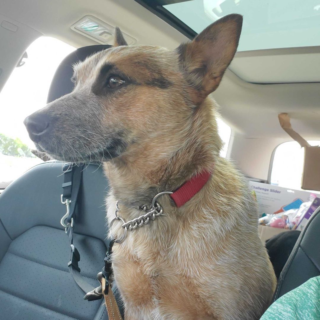 Kit, a Adopted Cattle Dog in Addison, IL image 3/19