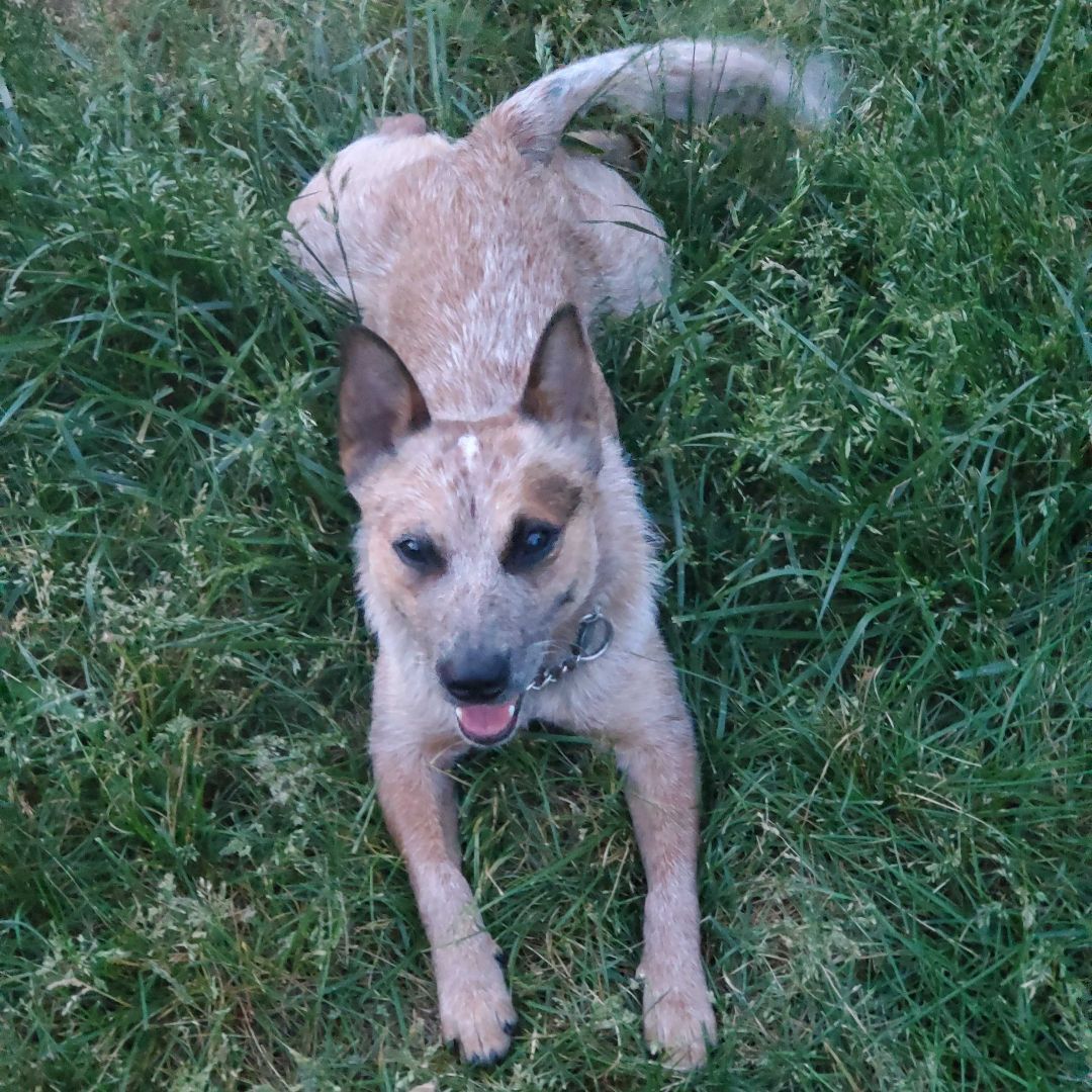 Kit, a Adopted Cattle Dog in Addison, IL image 4/19