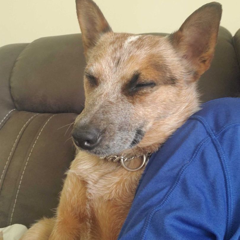 Kit, a Adopted Cattle Dog in Addison, IL image 5/19