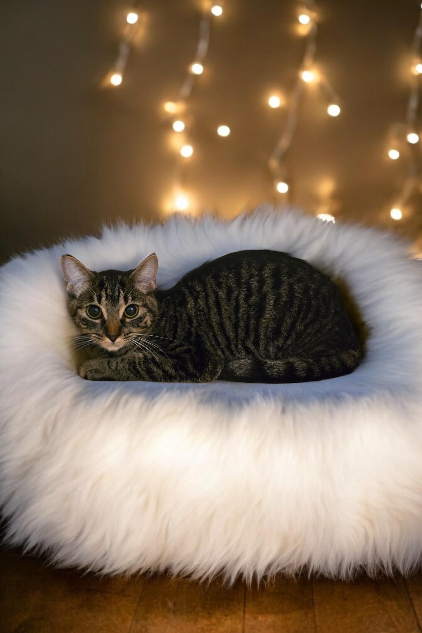 Enlarge Precious., a Adoptable mixed breed in Hawthorne, CA image 1/1