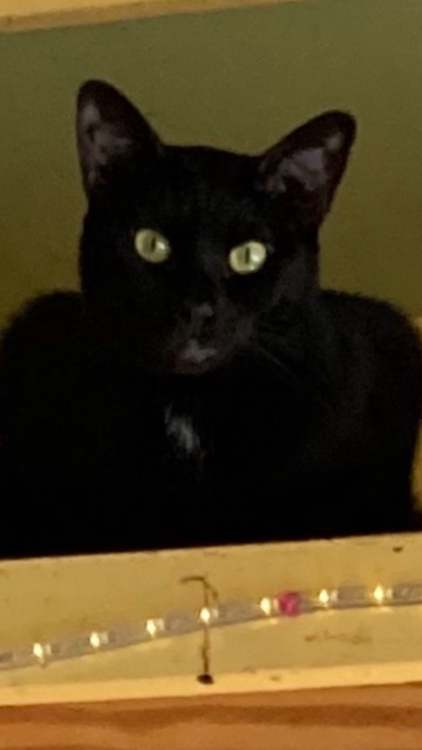 Dexter, Adoptable, Adult Male Domestic Short Hair.