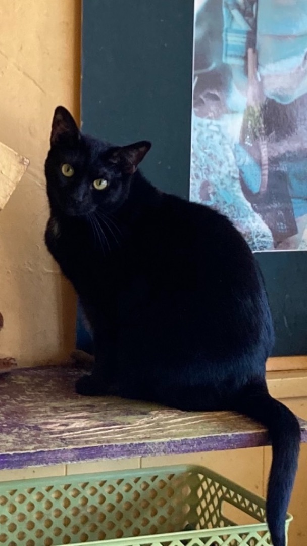 Dexter, a Adoptable mixed breed in Memphis, TN image 2/4