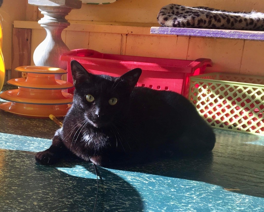 Dexter, Adoptable, Adult Male Domestic Short Hair.