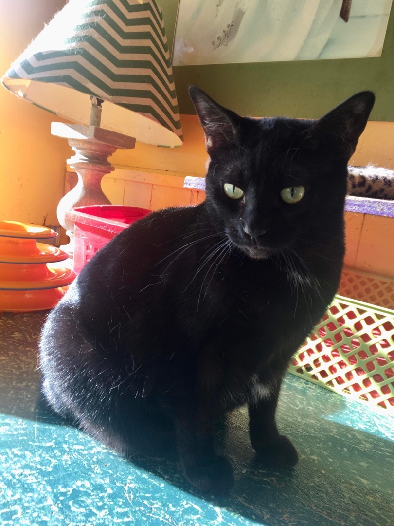 Dexter, a Adoptable mixed breed in Memphis, TN image 4/4