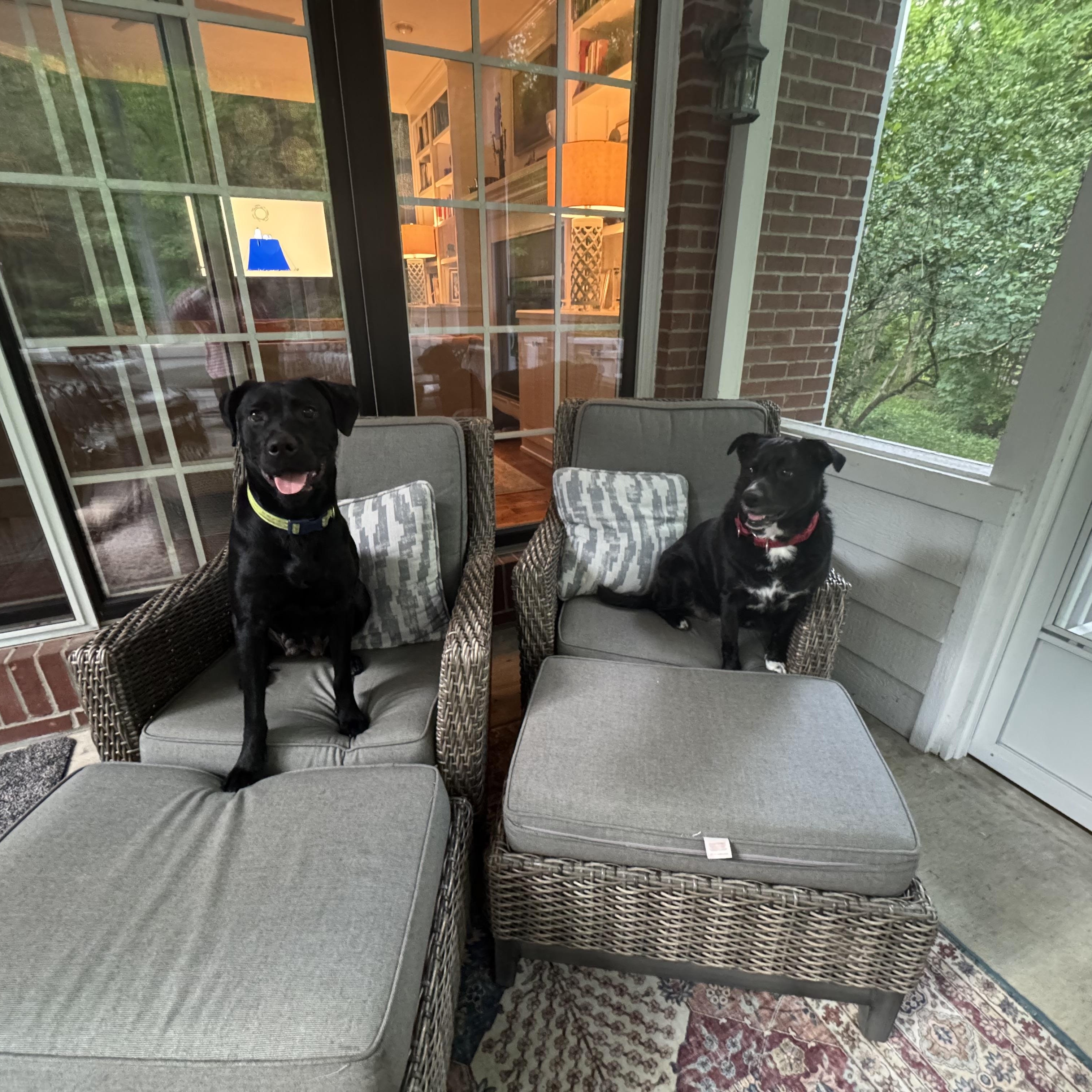 Violet, a Adoptable Labrador Retriever in Indianapolis, IN image 4/6