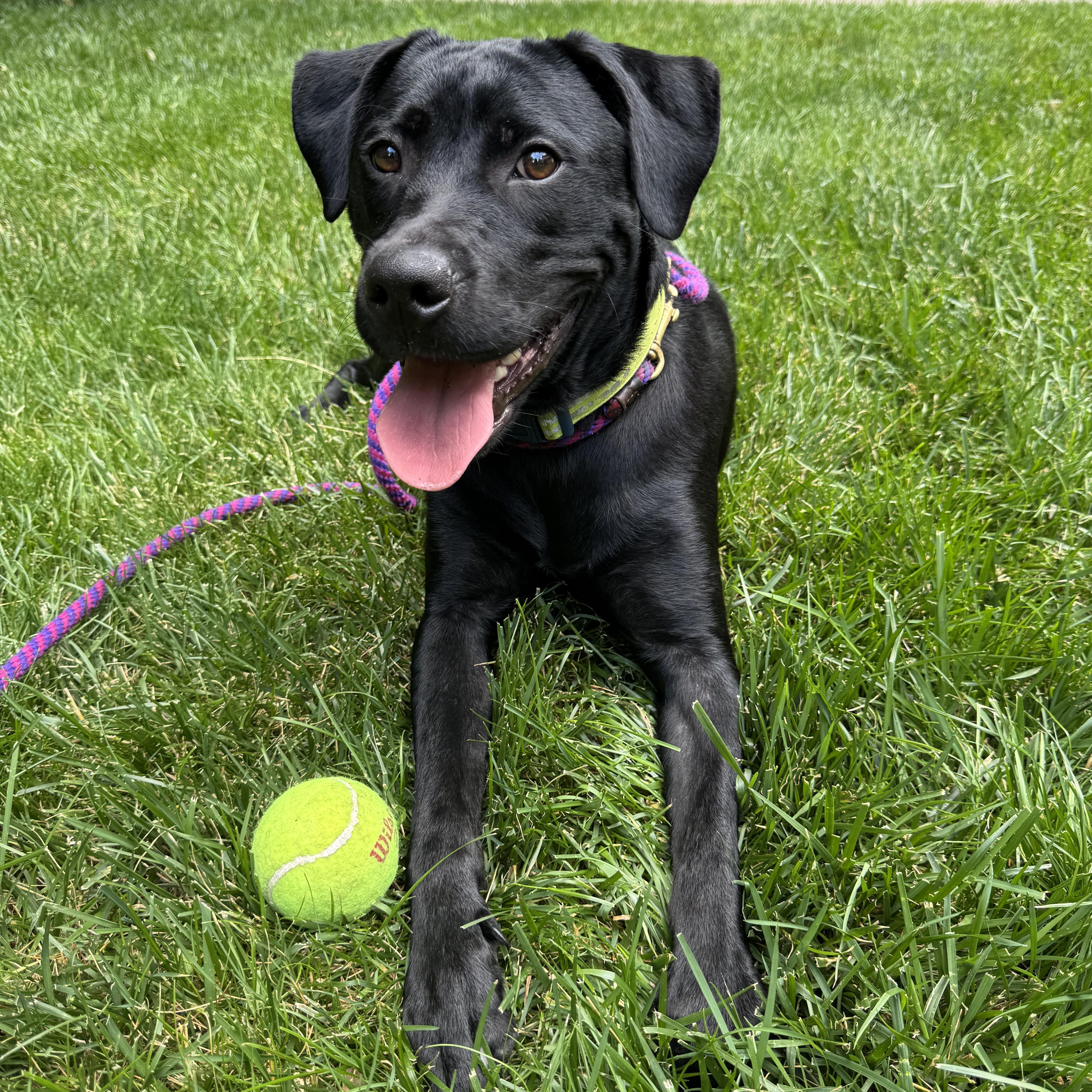 Violet, a Adoptable Labrador Retriever in Indianapolis, IN image 2/6