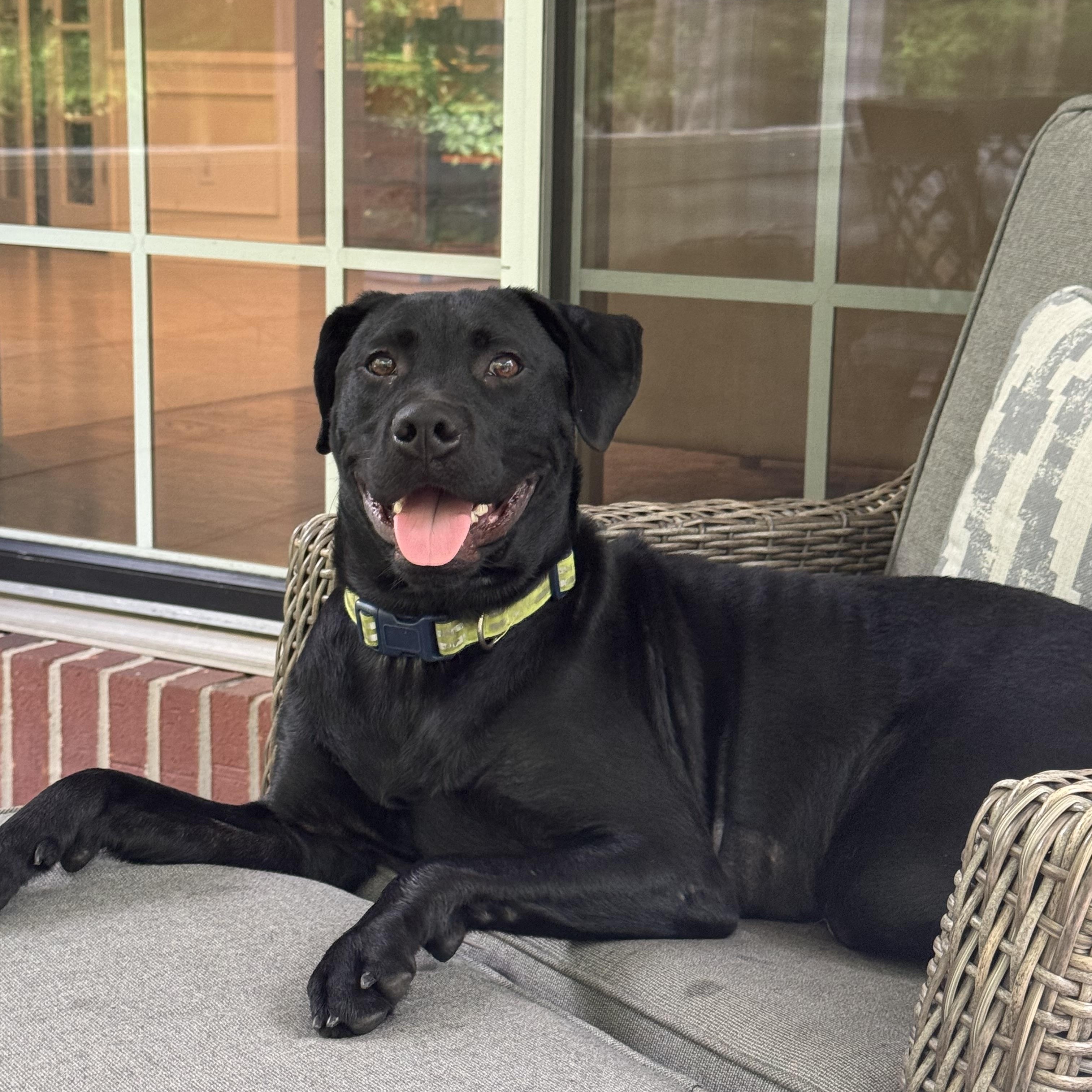 Violet, a Adoptable Labrador Retriever in Indianapolis, IN image 3/6
