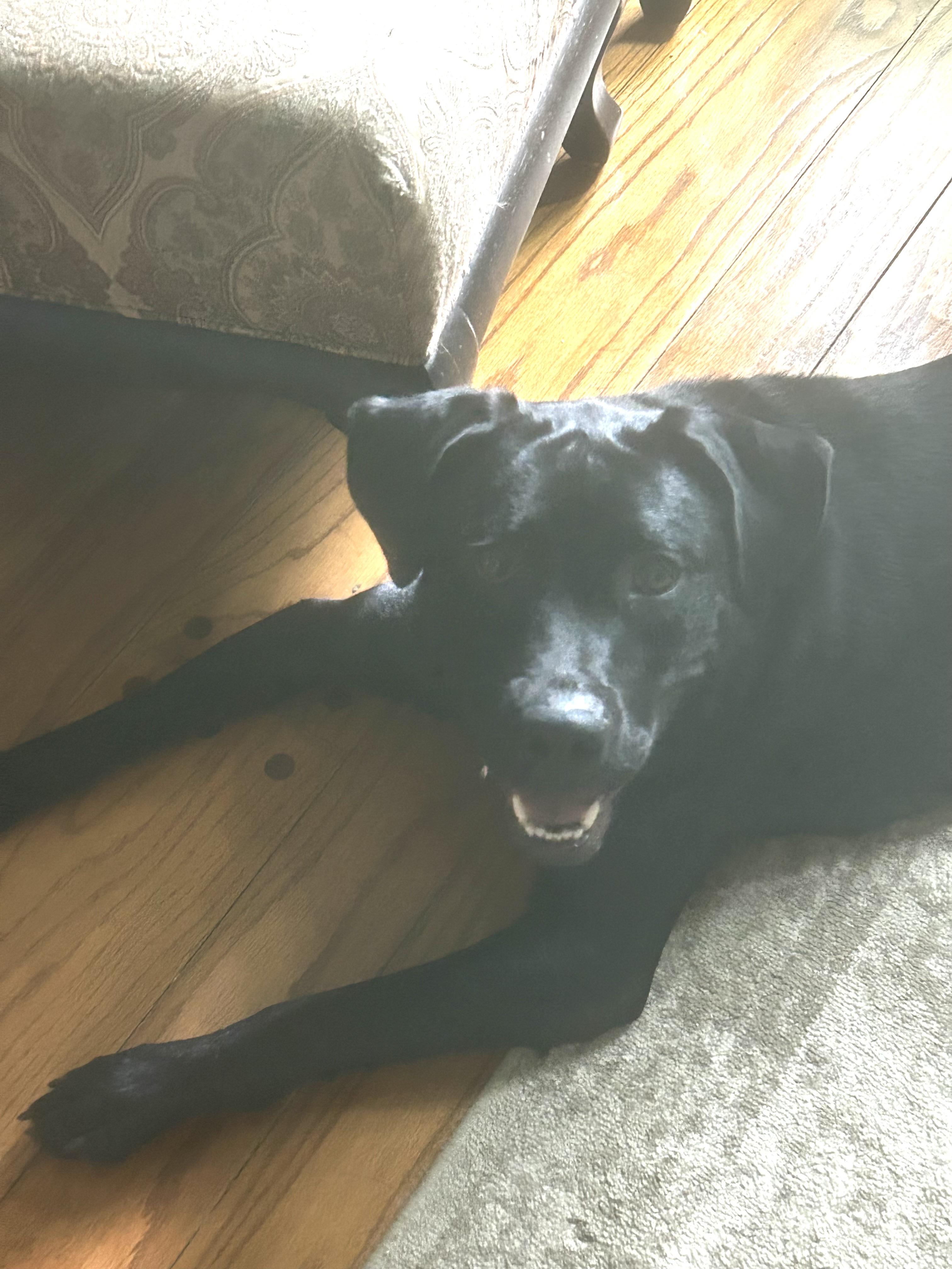 Violet, a Adoptable Labrador Retriever in Indianapolis, IN image 5/6