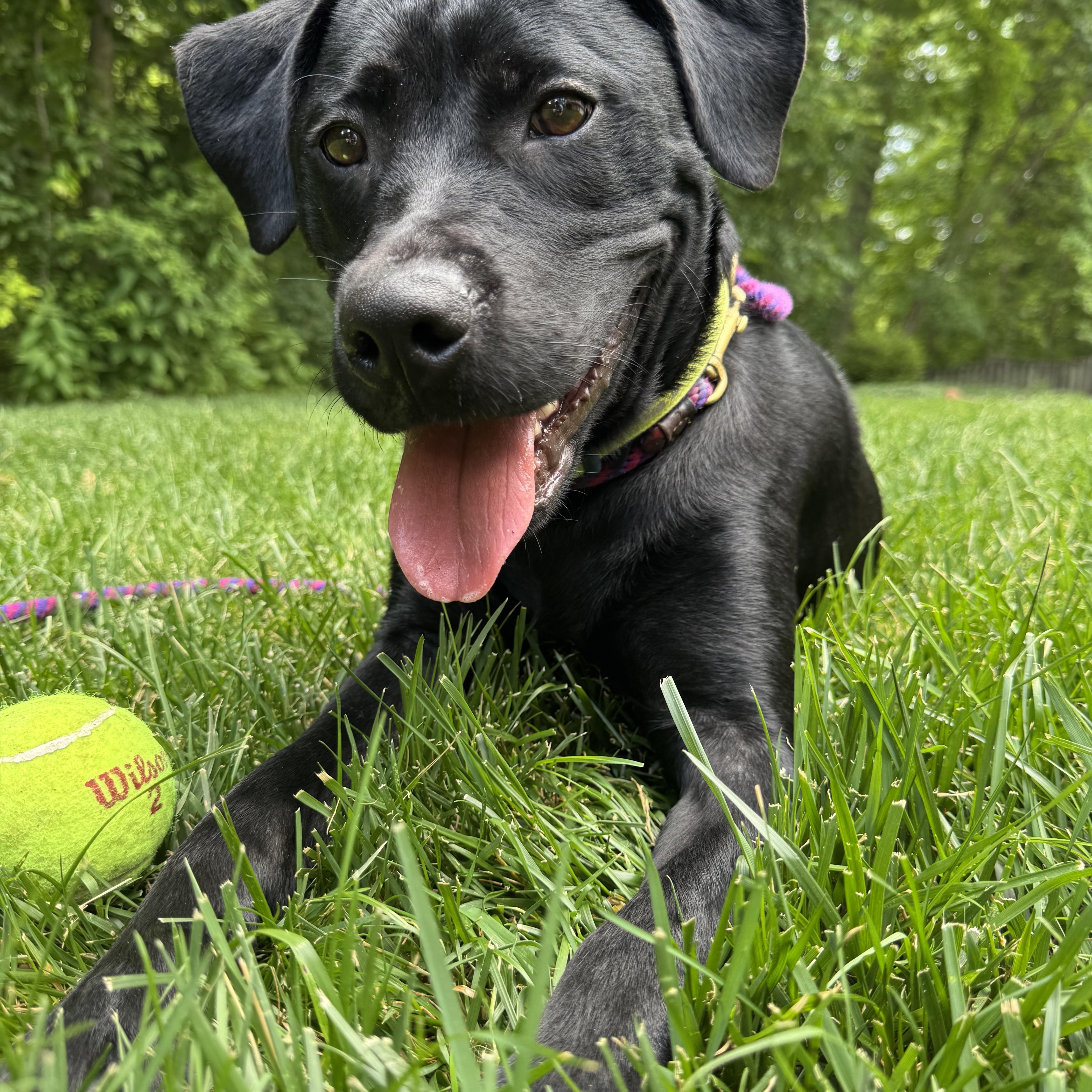 Violet, a Adoptable Labrador Retriever in Indianapolis, IN image 1/6