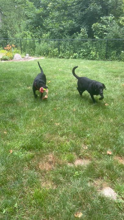 Enlarge Violet, a Adoptable Labrador Retriever in Indianapolis, IN video 6/6