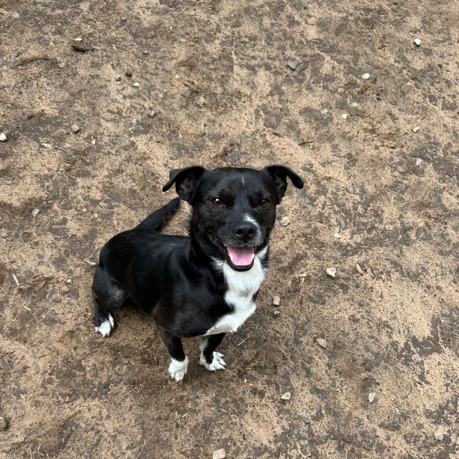 Mikey, Adopted, Adult Male Chihuahua.