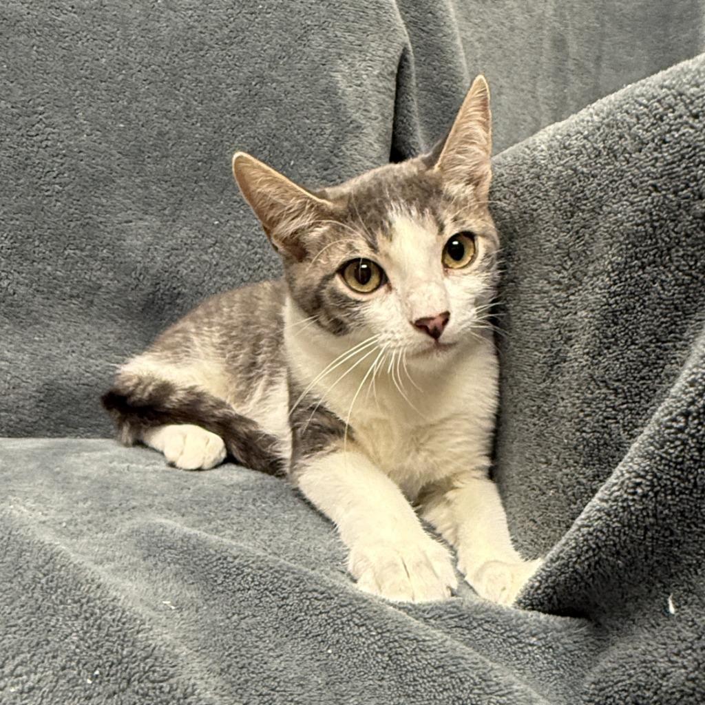 Enlarge Quatro, a Adoptable mixed breed in Brenham, TX image 2/6