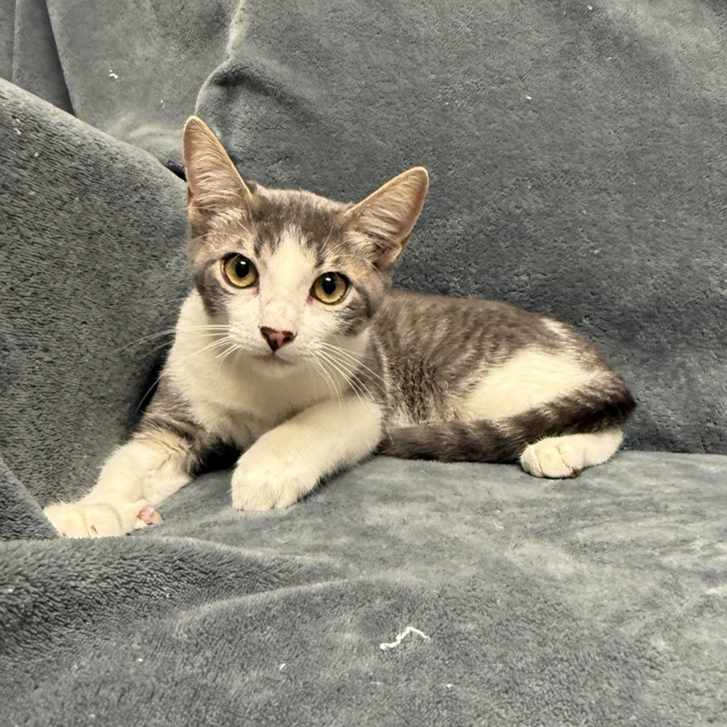 Enlarge Quatro, a Adoptable mixed breed in Brenham, TX image 3/6