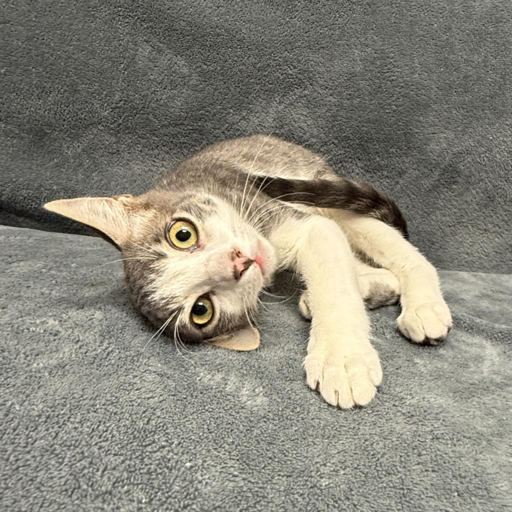 Enlarge Quatro, a Adoptable mixed breed in Brenham, TX image 4/6