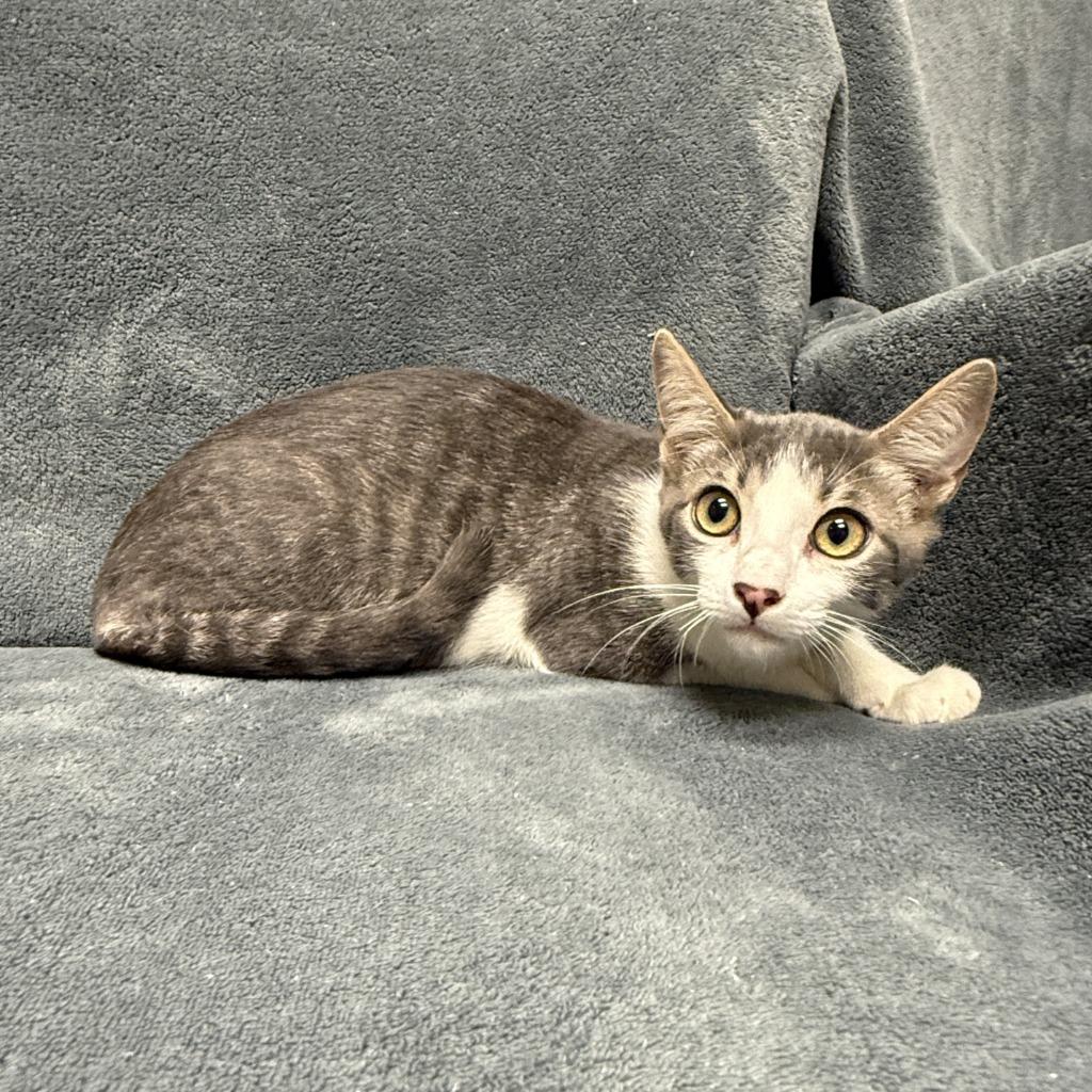 Enlarge Quatro, a Adoptable mixed breed in Brenham, TX image 6/6