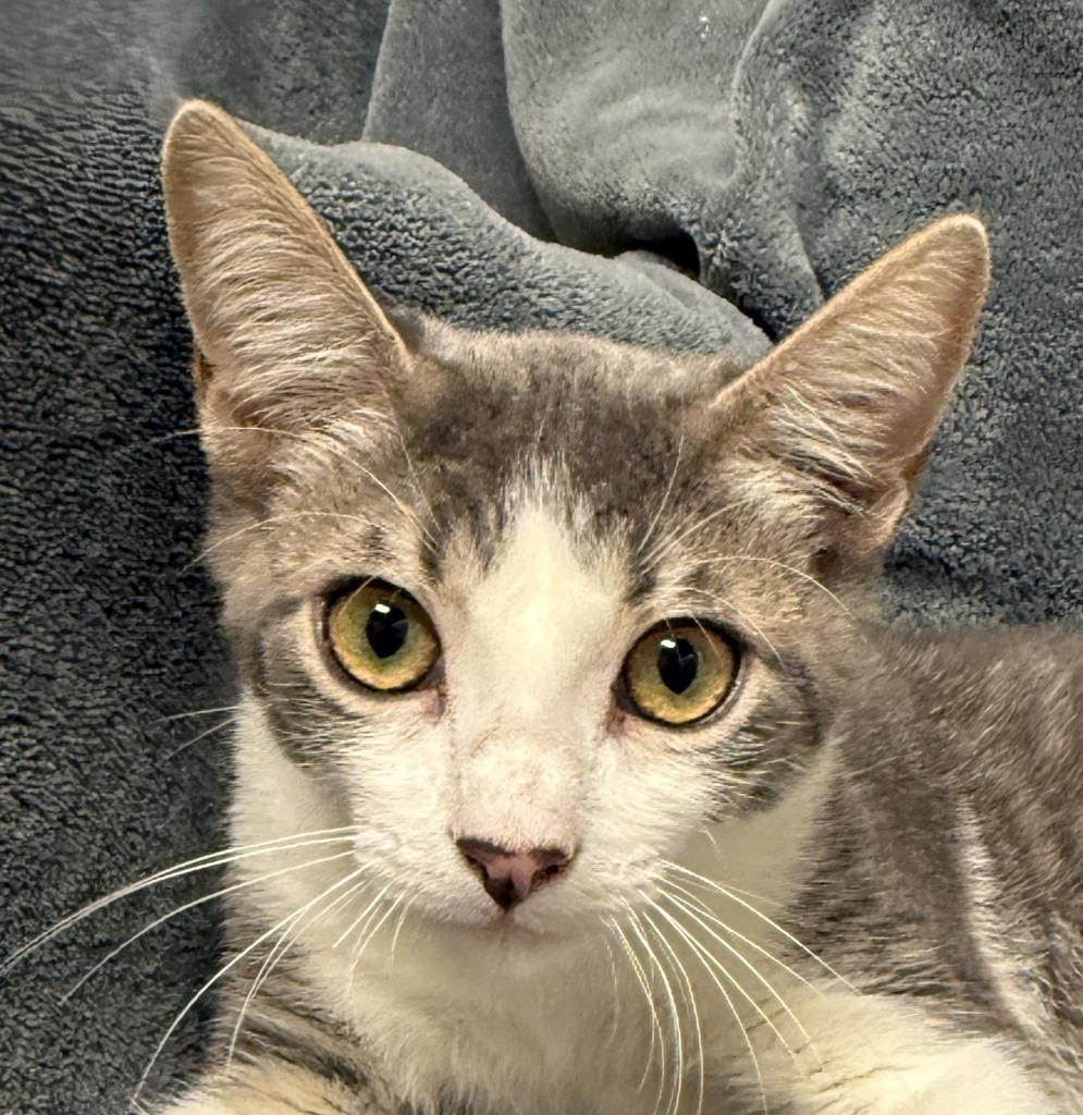 Enlarge Quatro, a Adoptable mixed breed in Brenham, TX image 1/6