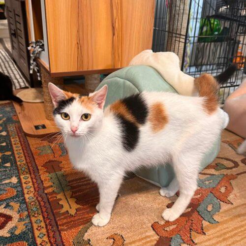 Vienna, Adoptable, Kitten Female Calico.