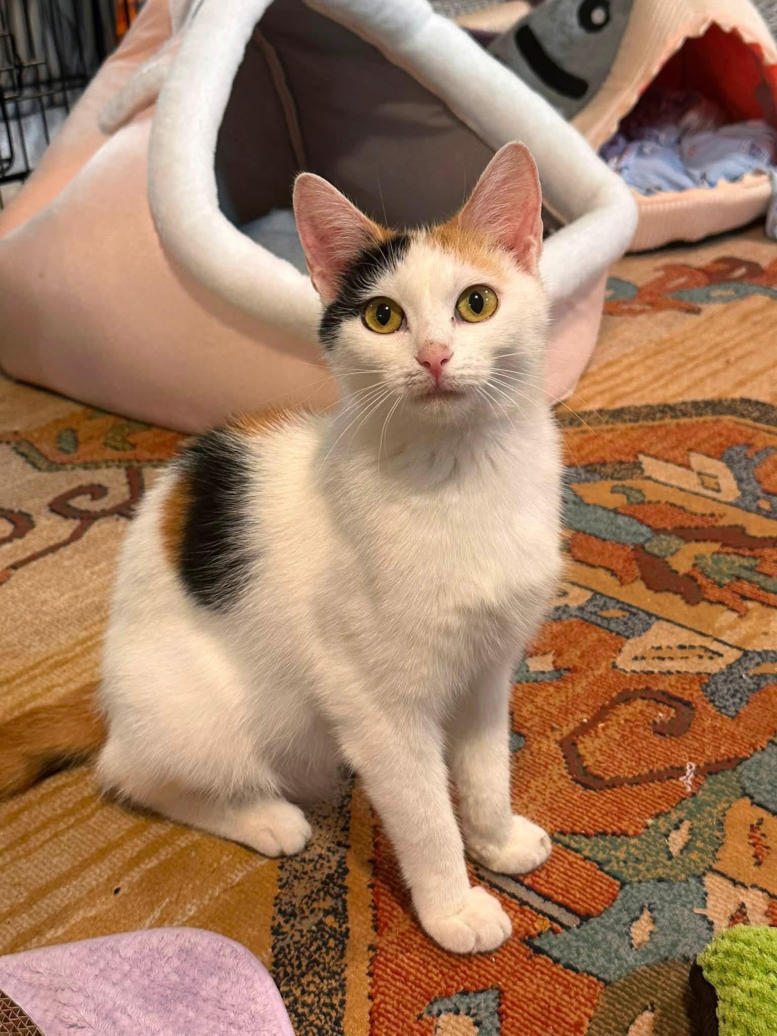 Enlarge Vienna, a Adoptable Calico in Canal Winchester, OH image 2/2